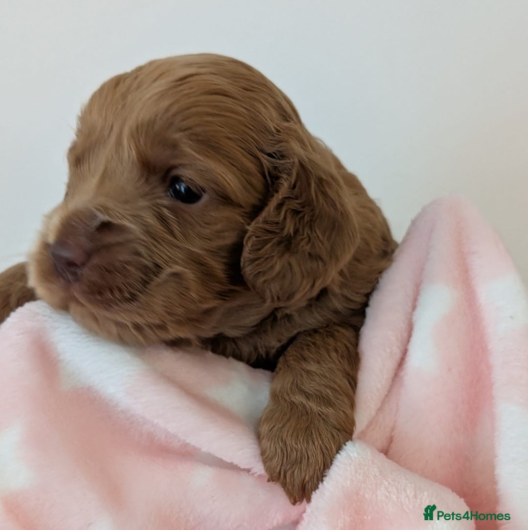 Cockapoo dogs for sale: Beautiful Cockapoo puppies 🐶 😍  - Image 9
