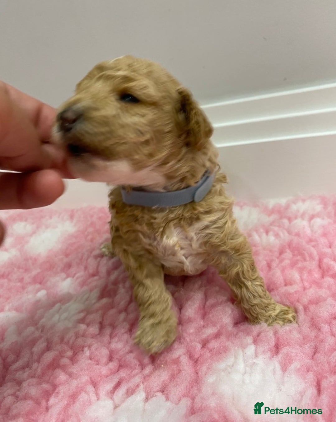 Labradoodle dogs for sale: Multi- Generation Toy/Mini parti Labradoodles   - Advert 24