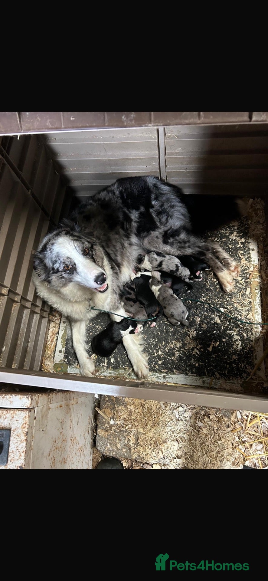 Mixed Breed dogs Border collie x cavalier King Charles spaniel pups - Advert 1