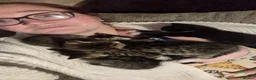 Mixed Breed cats for sale: Four stunning kittens - Advert 8