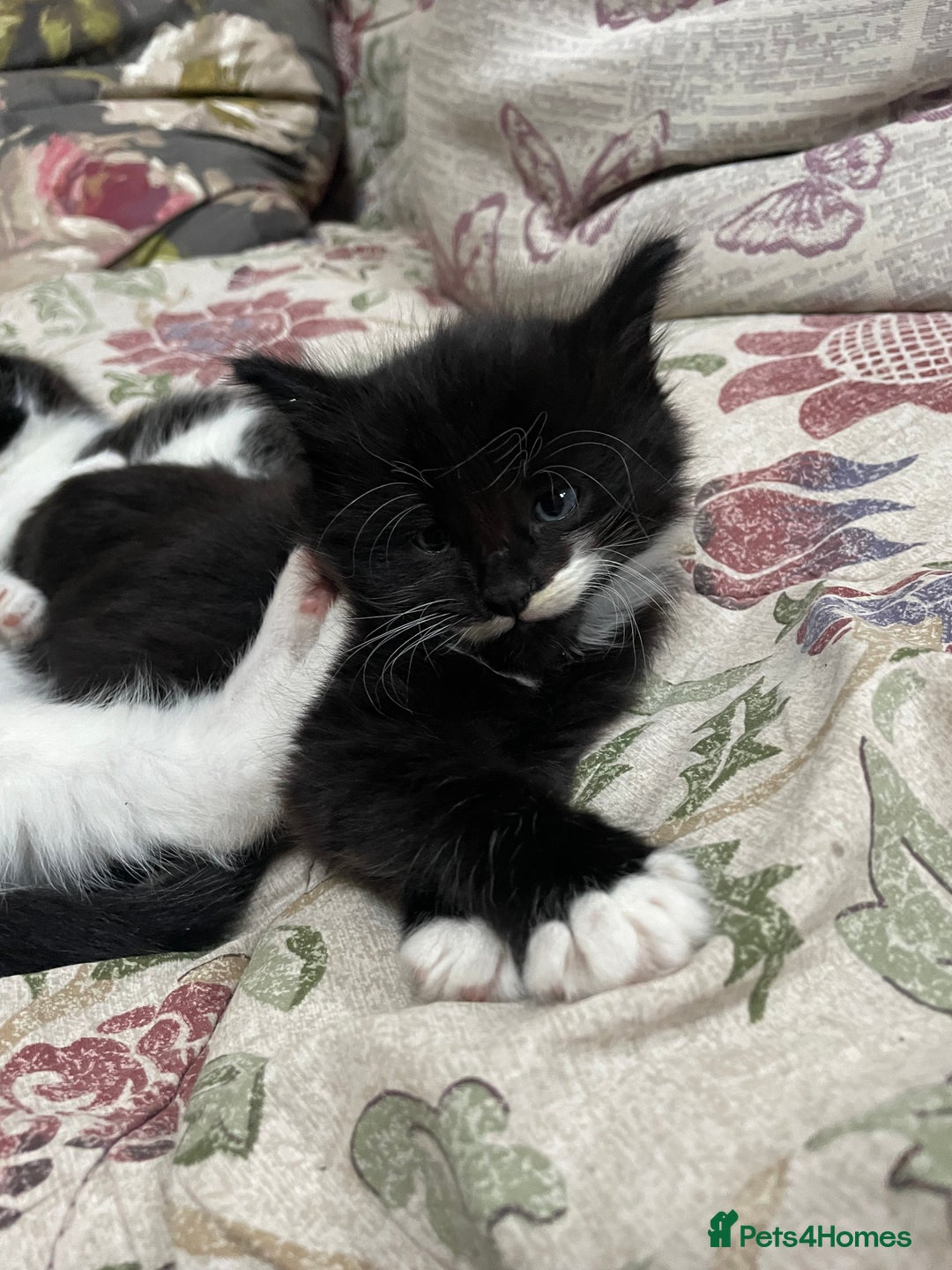 Mixed Breed cats for sale: Part main coon kittens  - Image 9