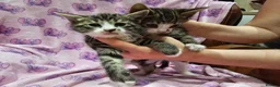 Bengal cats for sale: Bengal kitten's mix - Advert 14