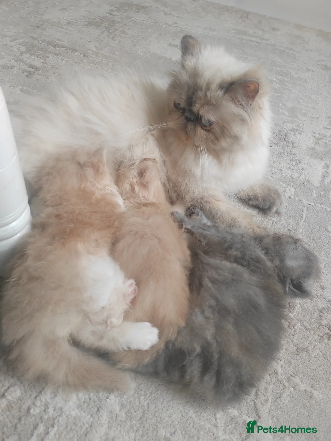 Persian cats for sale: Exotic Persian Kittens  - Advert 2