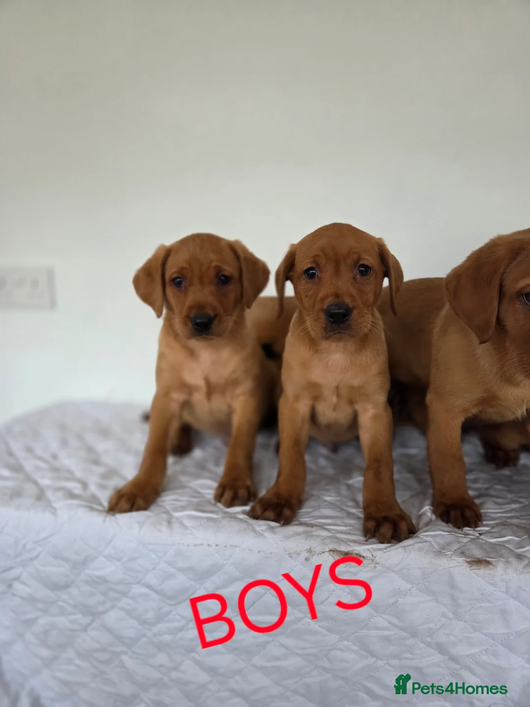 Labrador Retriever dogs for sale: Propa Fox Red lab Pups available  - Advert 20