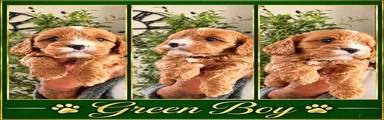 Green Boy 