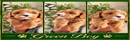 Cavapoo dogs for sale: PERFECT HEALTH TESTED F1 CAVAPOO PUPPIES - Advert 9