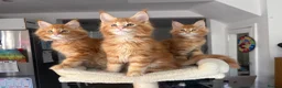 Maine Coon cats for sale: Ready Now TICA Registered Maine Coon Kittens Red - Advert 2