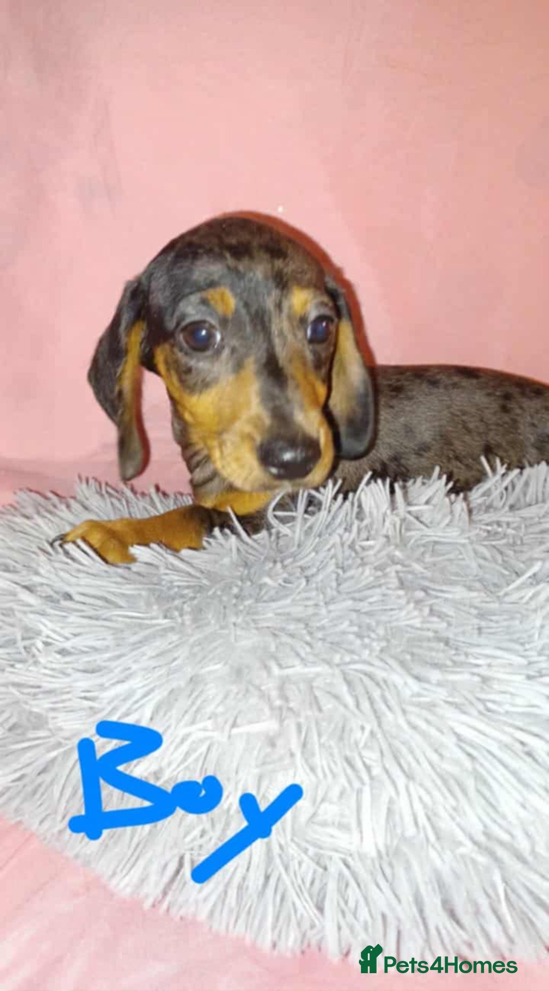 Dachshund dogs for sale: Dachshund puppies  - Advert 5