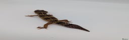 Leopard Gecko reptiles for sale: Black Night Cross Leopard Gecko  - Advert 35