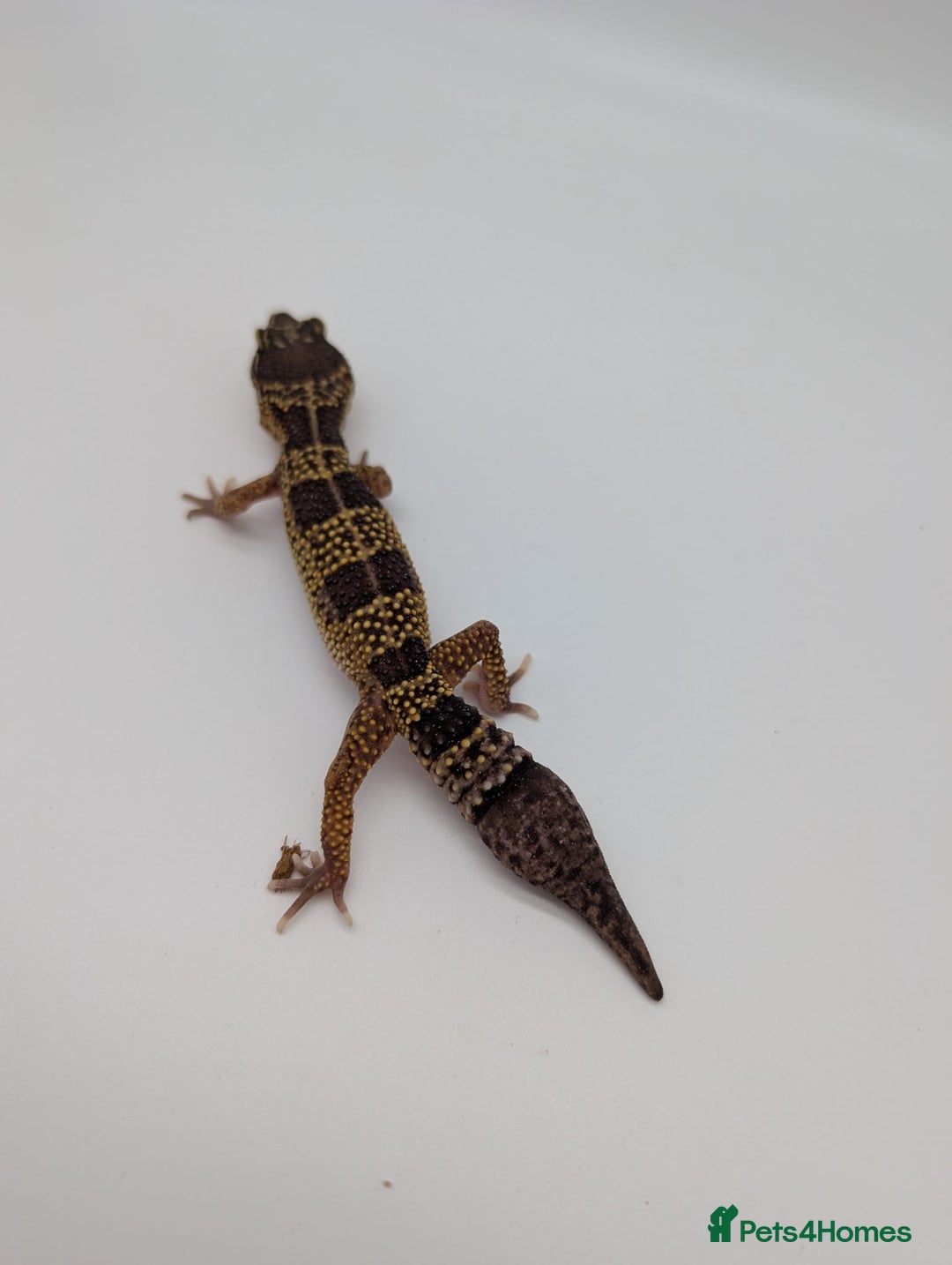 Leopard Gecko reptiles for sale: Black Night Cross Leopard Gecko  - Advert 35