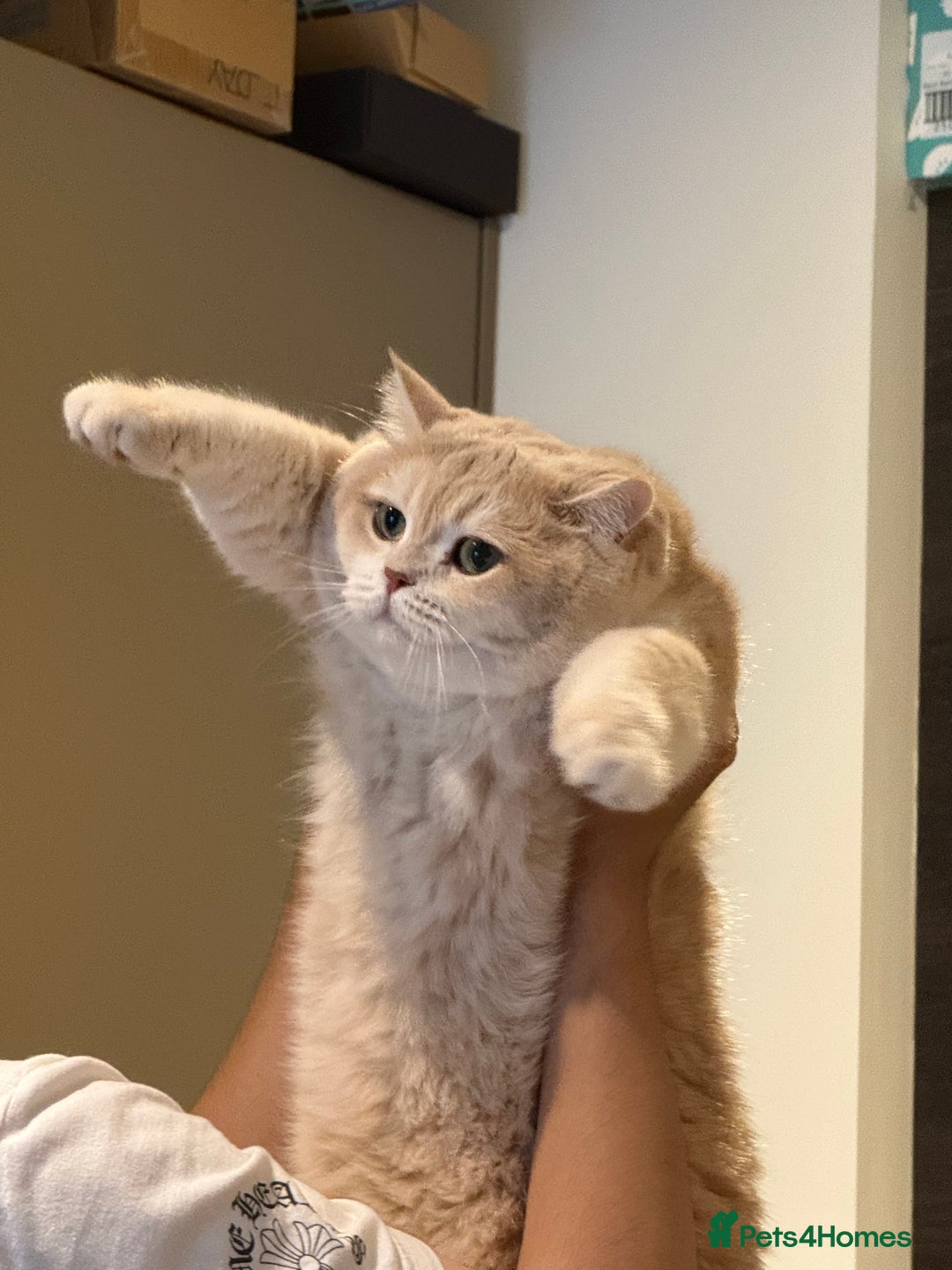 British Shorthair cats for sale: Sweetest 2 British shorthair boys seekingto rehome - Advert 10