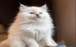 Ragdoll cats for sale: Gentle Ragdoll Kittens  - Image 5