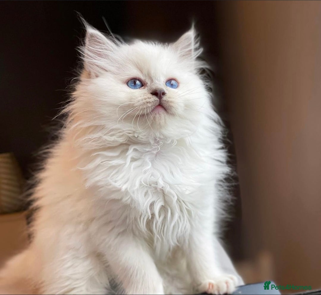 Ragdoll cats for sale: Gentle Ragdoll Kittens  - Image 5