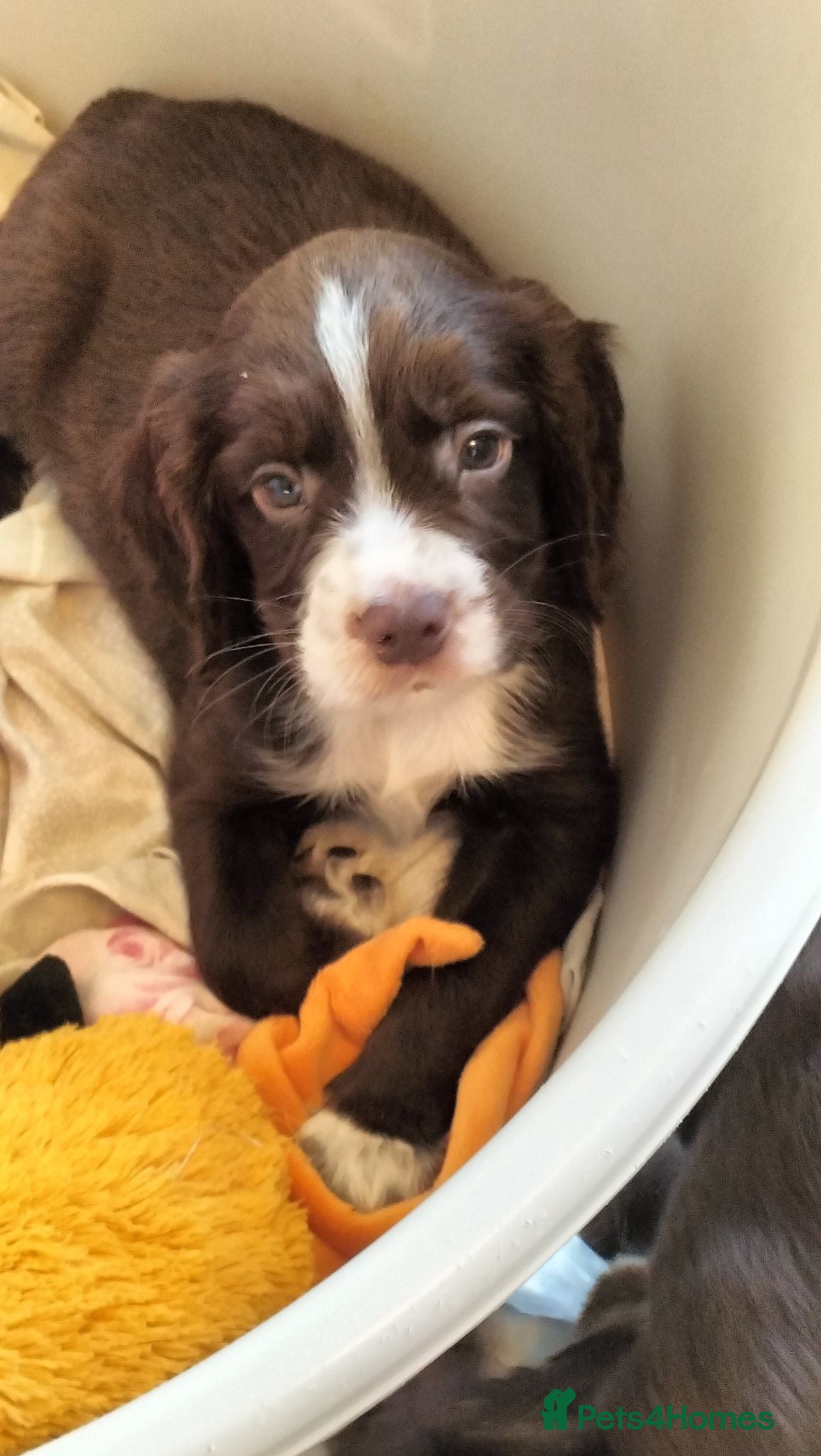 Sprocker dogs Sprocker pups - Advert 1