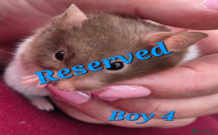Hamster rodents - Advert 13