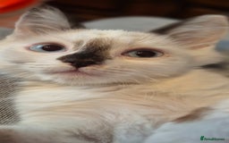 Munchkin cats for sale: Purebred TICA reg. Munchkin kittens ready to go  - Image 13