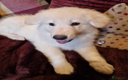 German Shepherd dogs for sale: Lovely long coated German Shepherd Puppies  - Image 2
