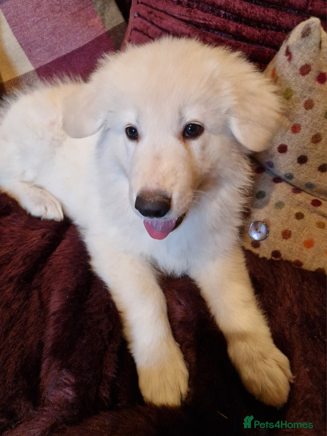 German Shepherd dogs for sale: Lovely long coated German Shepherd Puppies  - Image 2