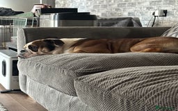 English Bulldog dogs for stud: English Bulldog Stud - Image 2
