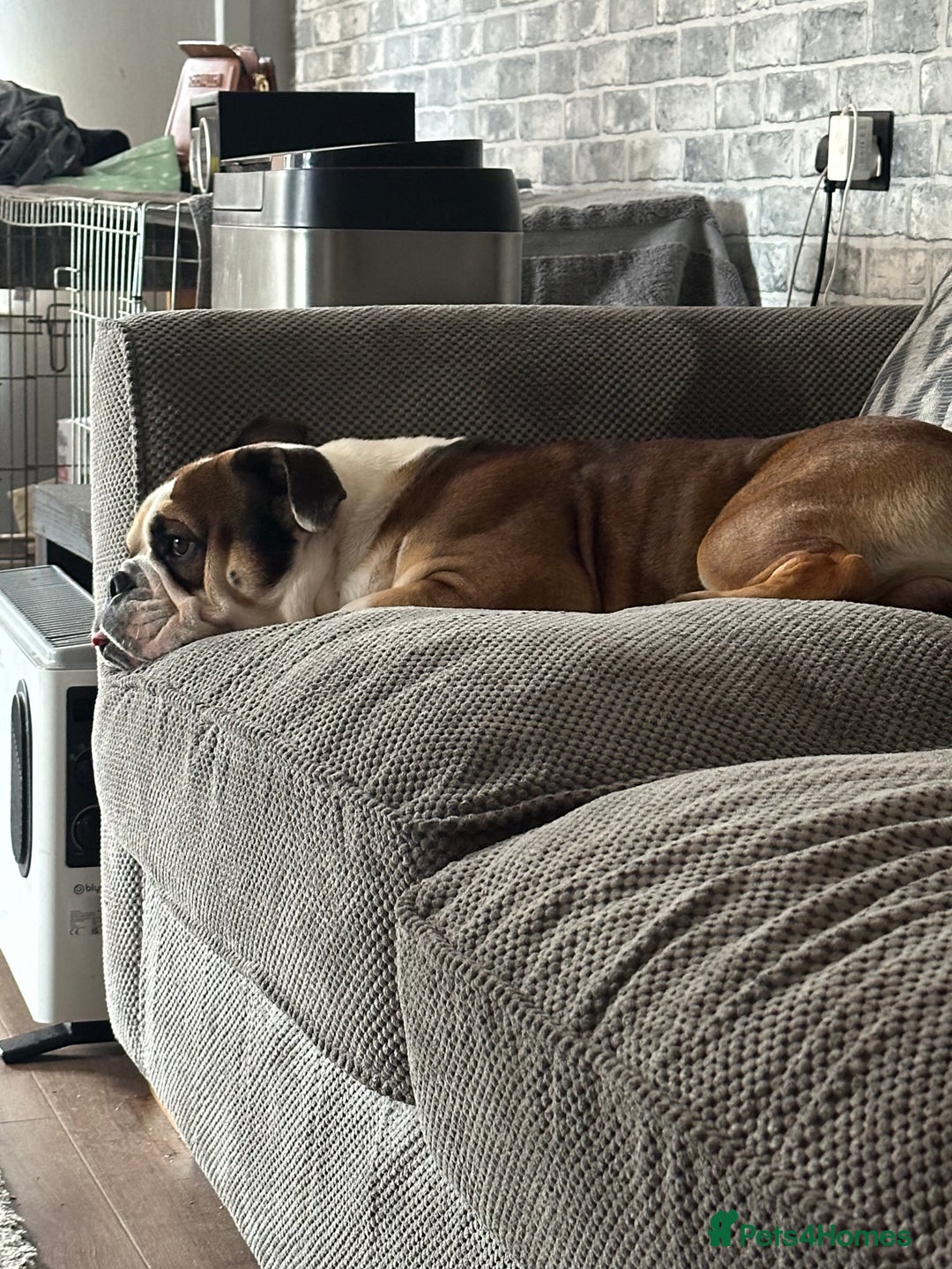 English Bulldog dogs for stud: English Bulldog Stud - Image 2