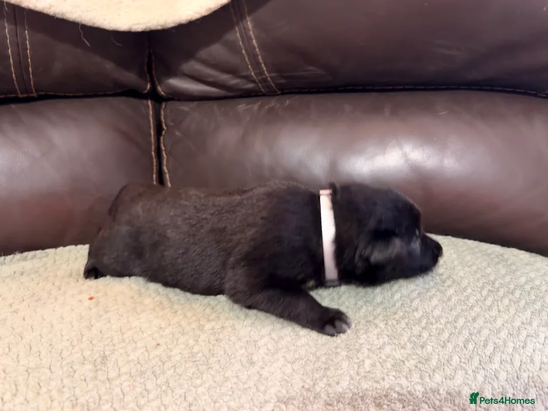 Mixed Breed dogs for sale: German shepherd x border collie (Shollie) - Advert 12