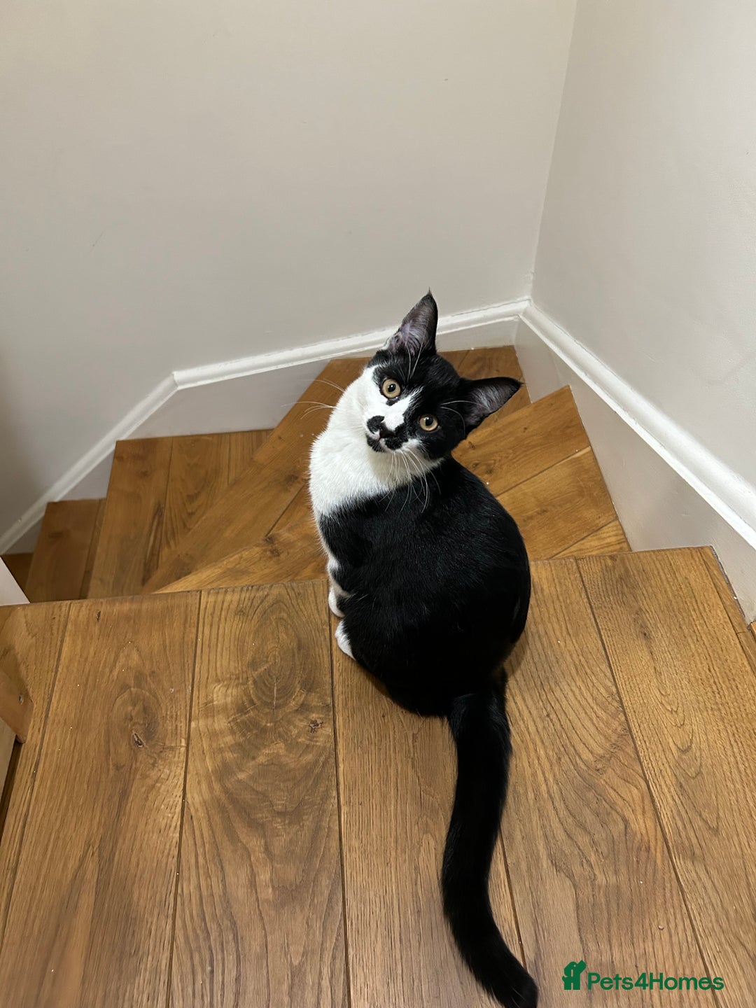 Domestic Shorthair cats for sale: 3 males kittens - Advert 3