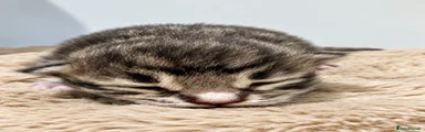 Ragcoon 3
