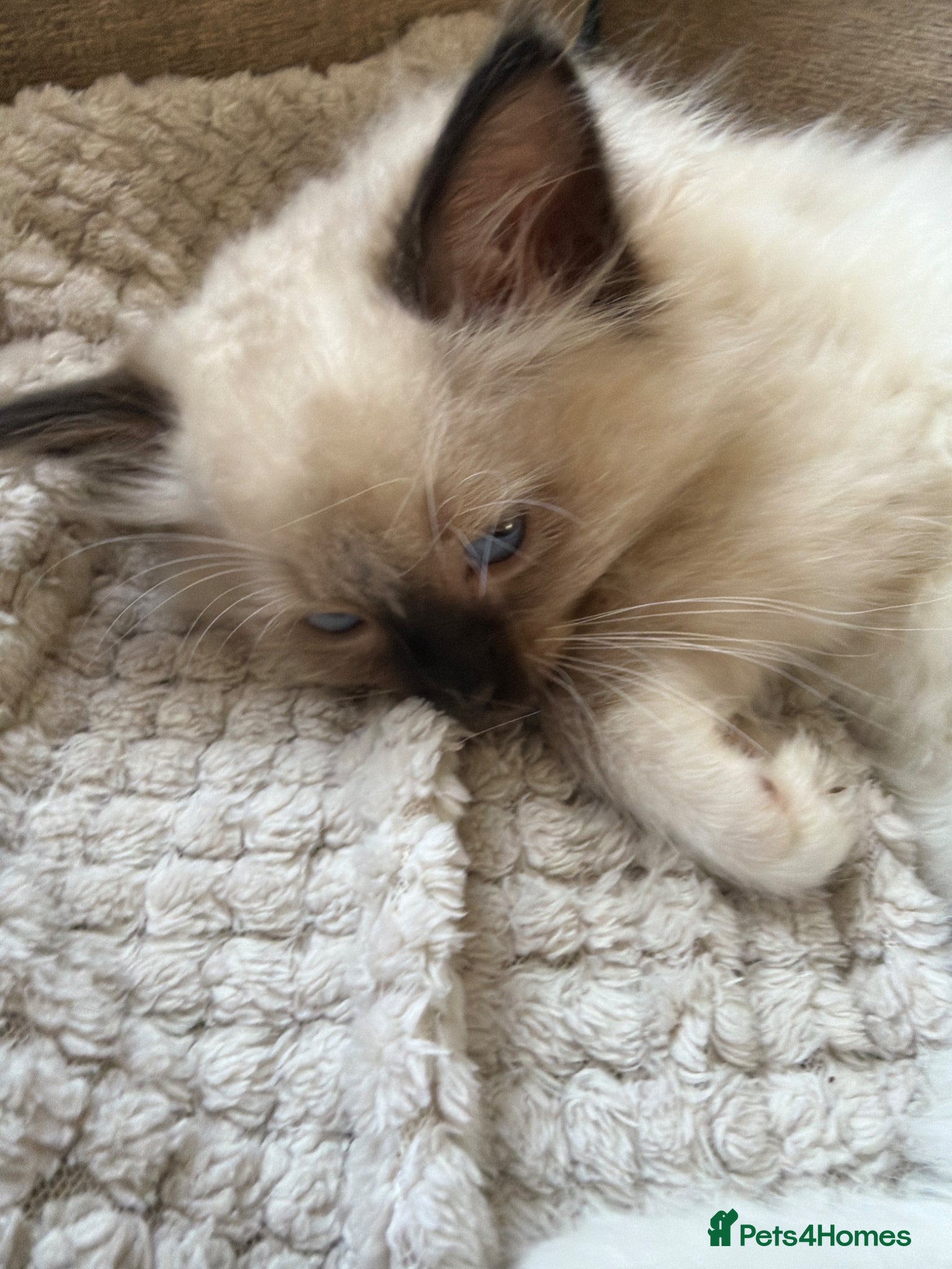 Ragdoll cats 💙 Ragdoll Kittens with Eyes as Blue as the Sky - Advert 1