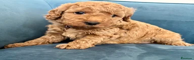 Australian Labradoodle 2
