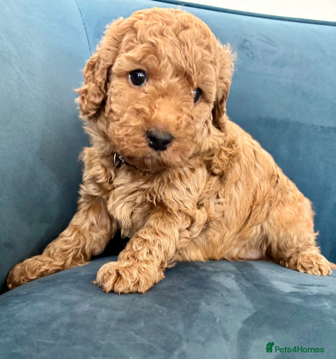 Australian Labradoodle dogs for sale: Australian Double Doodle Miniature puppies. - Advert 14