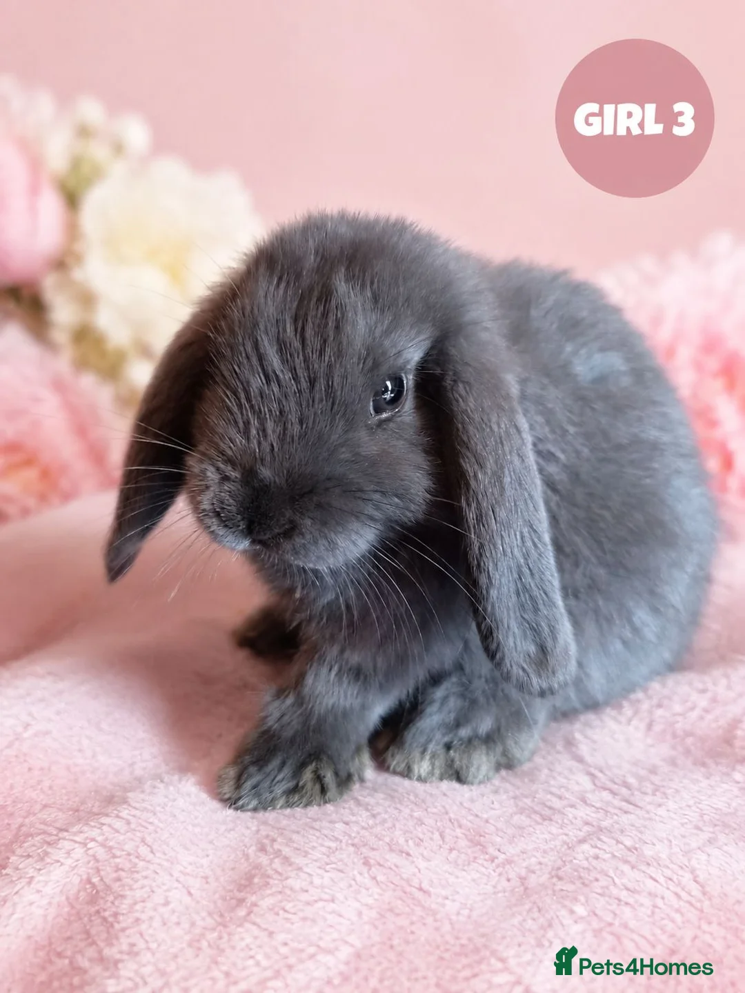 Mini Lop rabbits for sale: Stunning Pure Bred Mini Lop Rabbits - Advert 7