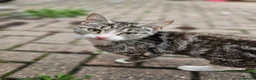 Mixed Breed cats for sale: Four kittens  - Advert 1