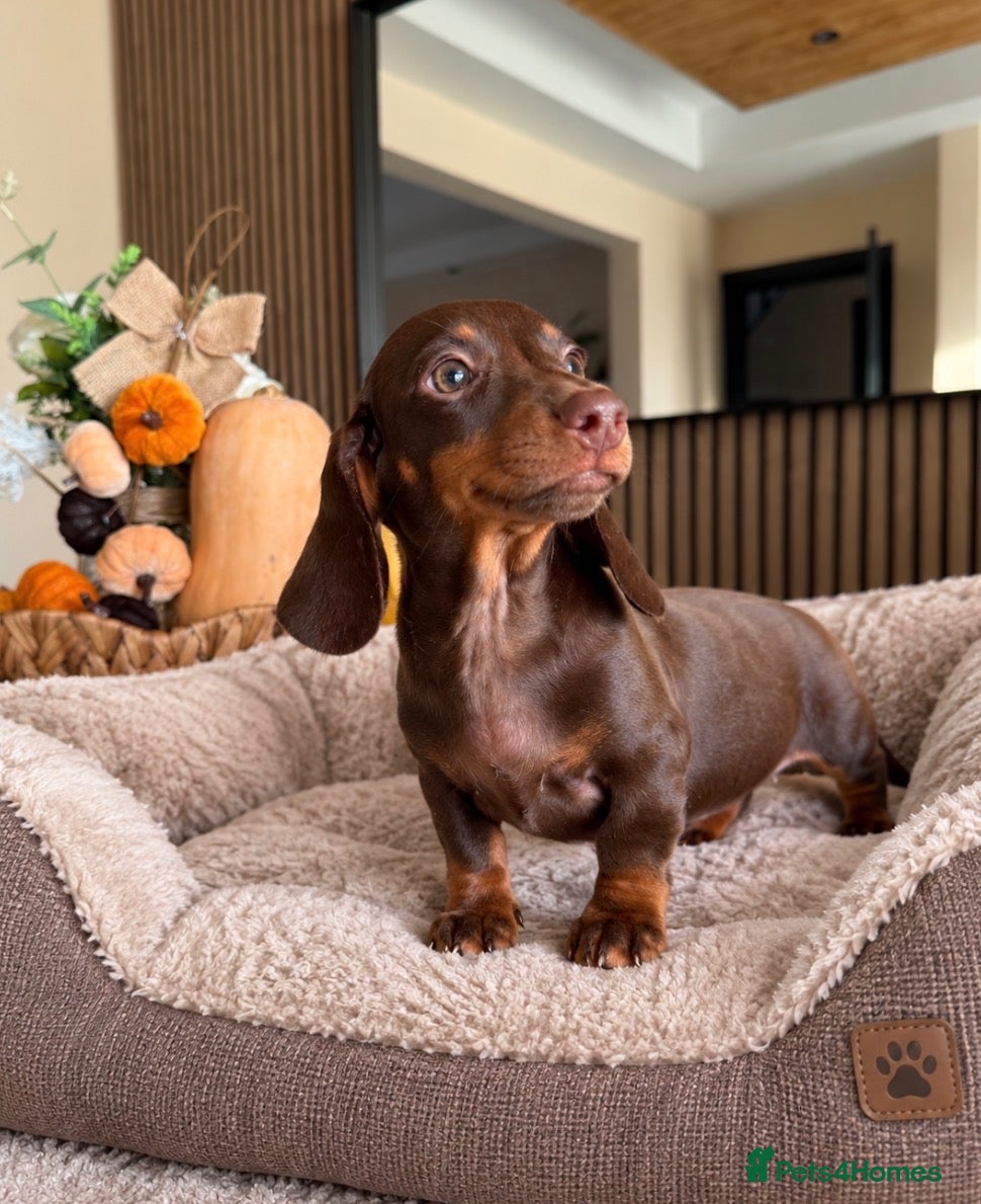 Miniature Dachshund dogs 🐾✨ GORGEOUS MINIATURE KC DACHSHUND PUPPIES ✨🐾 - Advert 1