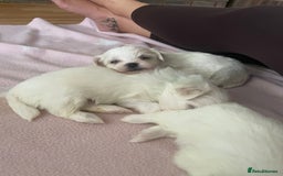 Maltese dogs for sale: Naughty Maltese Puppies For Sale. - Image 2