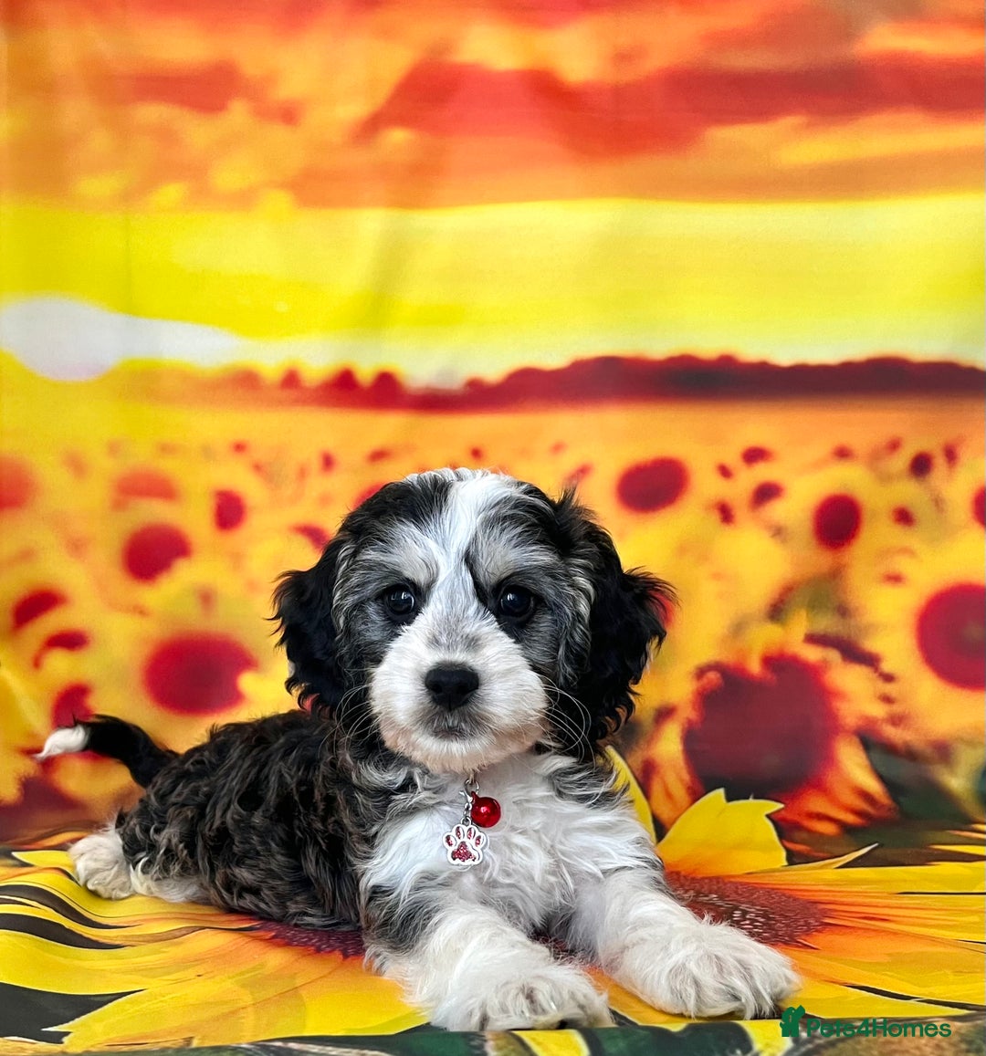 Cockapoo dogs for sale: ⭐️Rare Silver Phantom DNA CLEAR Mini F1 Cockapoos - Image 4