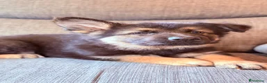 German Shepherd 2