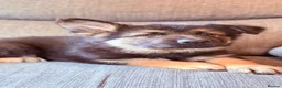 German Shepherd dogs for sale: KC registered German shepherd puppies.  - Advert 3