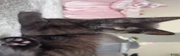 Mixed Breed cats for sale: Gorgeous Kitten - Advert 2