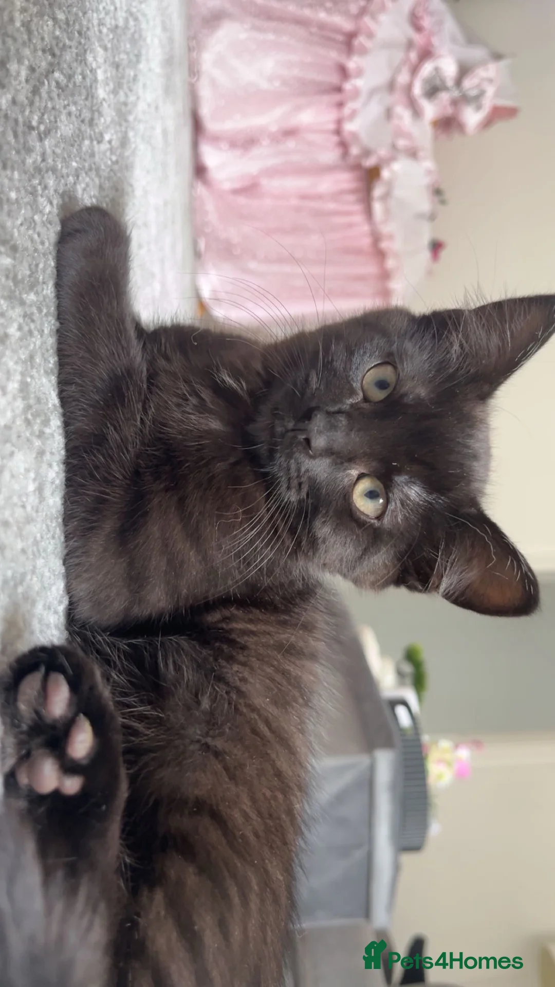 Mixed Breed cats for sale: Gorgeous Kitten - Advert 2