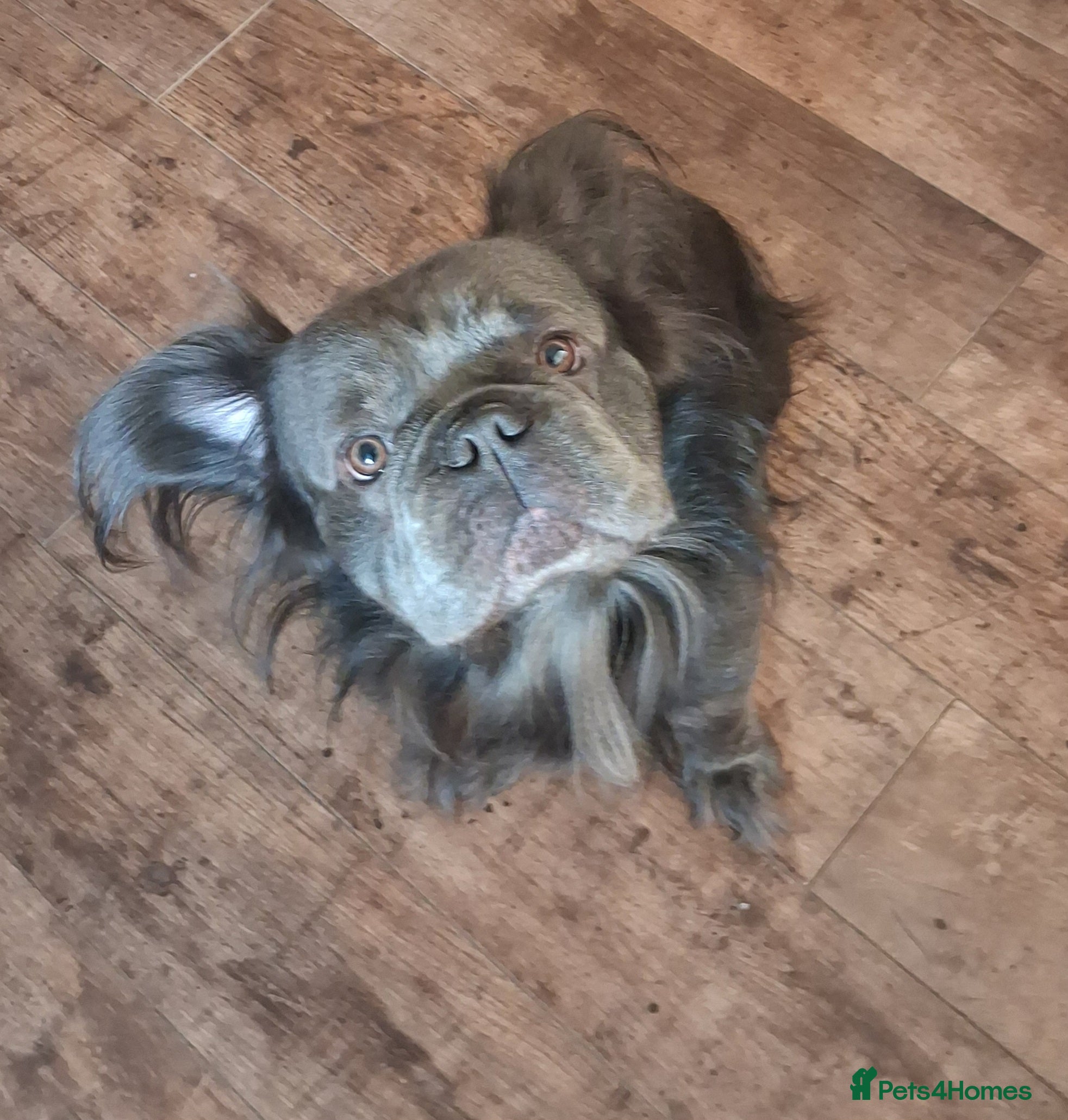 French Bulldog dogs SOLID LILAC FULL FLUFFY FRENCH BULLDOG - Advert 1