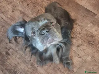 French Bulldog dogs SOLID LILAC FULL FLUFFY FRENCH BULLDOG - Advert 1