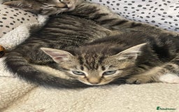 British Shorthair cats for sale: Beautiful kittens  - Image 4