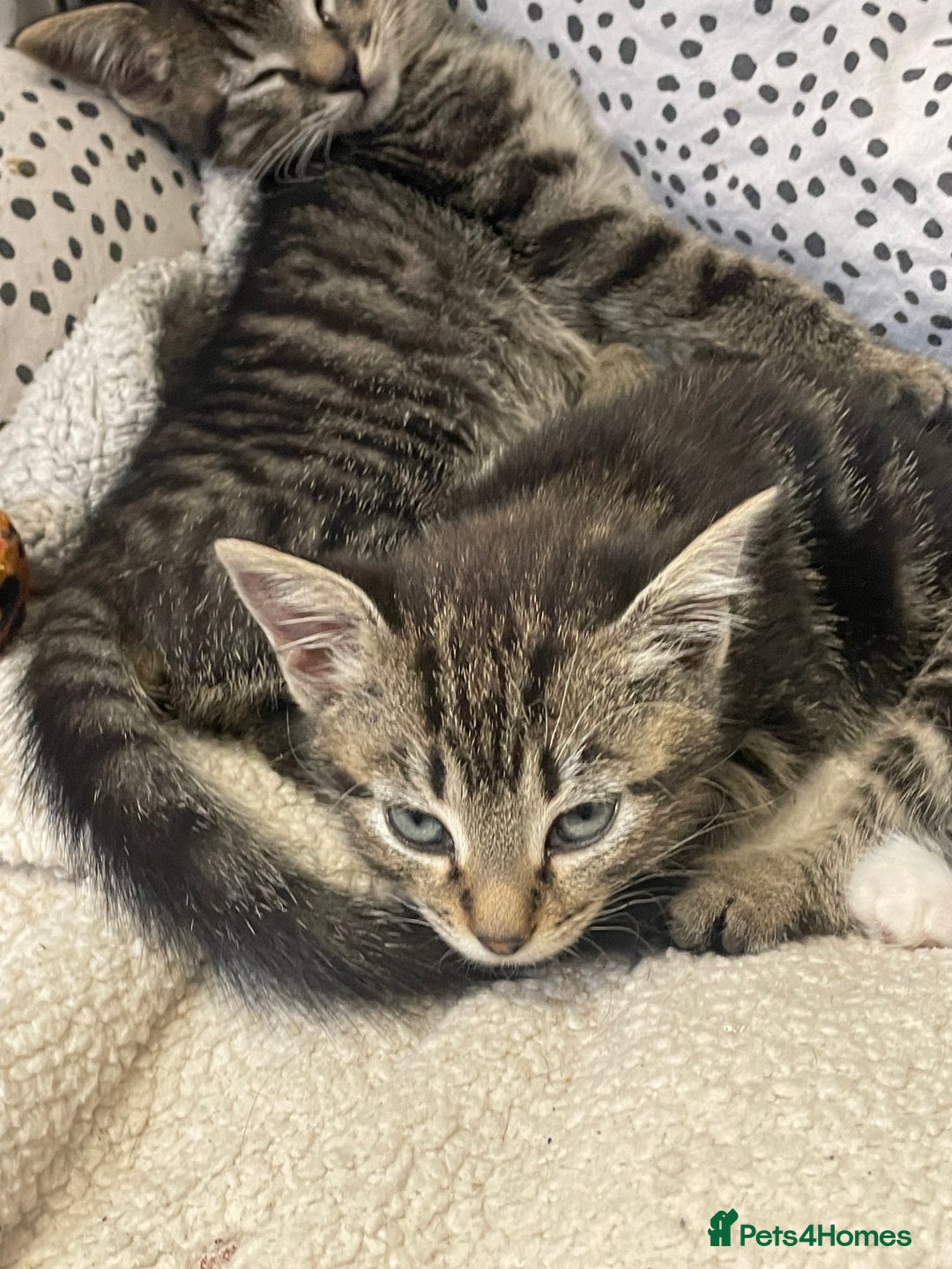British Shorthair cats for sale: Beautiful kittens  - Image 4