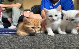 Mixed Breed cats for sale: Male kittens - Image 7