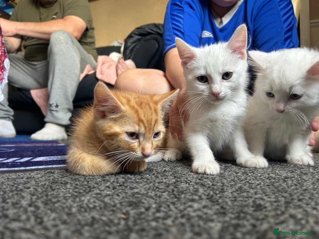 Mixed Breed cats for sale: Male kittens - Image 7