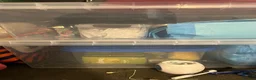 Guinea Pig rodents for sale: 2 Male guinea pigs (plus entire setup) - Advert 3