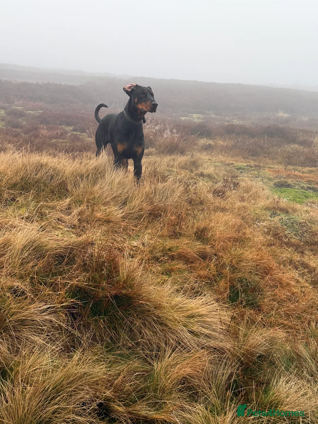 Dobermann dogs for sale: Doberman puppy  in Bradford - Advert 2