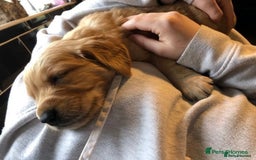 Golden Retriever dogs for sale: **True Gold** Pure Golden Retriever Puppies - Image 1