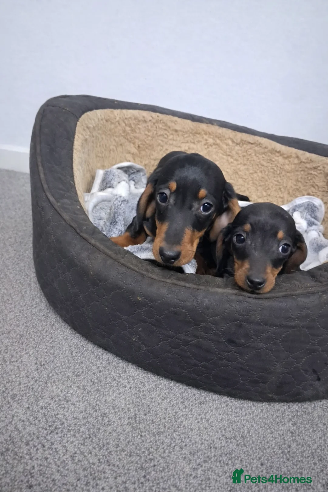 Miniature Dachshund dogs for sale: Miniature dachshund  - Advert 1