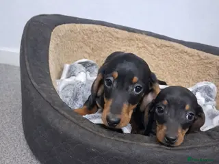 Miniature Dachshund dogs Miniature dachshund - Advert 3